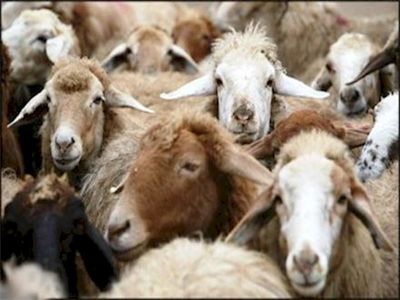 ایران از کدام کشورها دام زنده وارد می‌کند؟