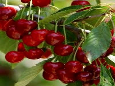 بهای هرکیلو گیلاس درسطح  شهر 60  هزار تومان قیمت خورد