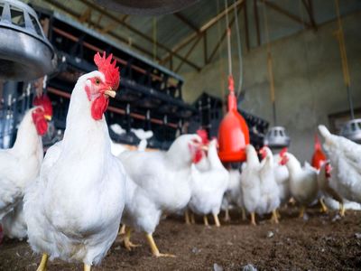 قیمت 12900 تومانی برای مرغ غیر منطقی است/ ستاد تنظیم بازار در بلخ نشسته و برای بغداد نسخه می‌نویسد