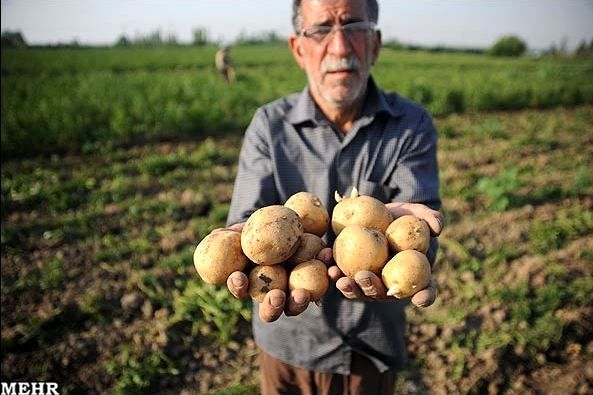 رکورد گرانی سیب زمینی در ۱۲ سال گذشته شکسته شد+ نمودار