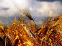 کاهش ۱۰ درصدی خرید تضمینی گندم در سال ۱۳۹۸