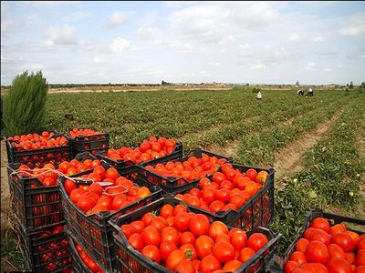 پاکستان ۴۵۰۰ تن گوجه فرنگی از ایران وارد میکند