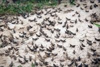 آمادگی کامل ایران برای مقابله با حمله گسترده ملخ‌های صحرایی