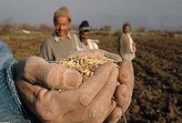 واکنش گندمکاران به درخواست دولت برای تحویل گندم/۱۷۰۰ نمی فروشیم!