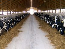 قیمت پایه دام زنده سنگین ۲۷ هزار تومان شد