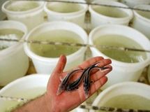 تولید ۸۵ تن گوشت ماهیان خاویاری در آستانه اشرفیه