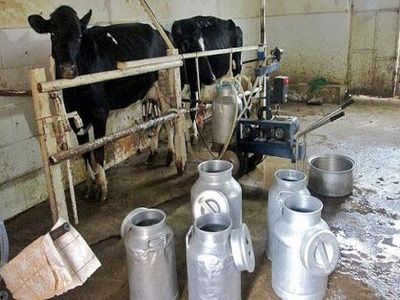 تولید ۲.۶ میلیون تن شیر طی ۶ ماهه اول سال ١٣٩٨