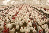 تکذیب ادعای شیوع بیماری واگیردار در مرغداری‌ها