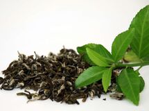 خرید تضمینی برگ سبز چای از چایکاران آغاز شد