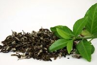 خرید تضمینی برگ سبز چای از چایکاران آغاز شد