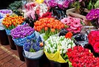 تقاضا برای خرید گُل در بازار به ۱۰ درصد هم نمی‌رسد