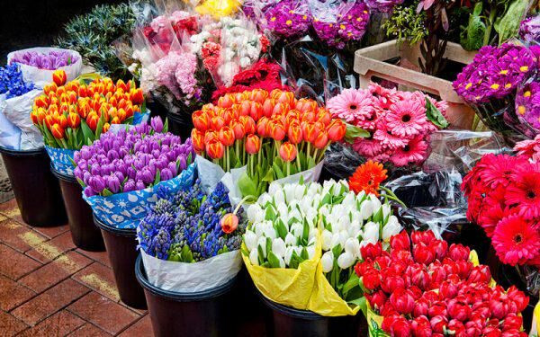 تقاضا برای خرید گُل در بازار به ۱۰ درصد هم نمی‌رسد
