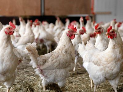 قیمت ۱۵هزار تومانی مرغ کفاف هزینه‌های تولید را نمی‌دهد