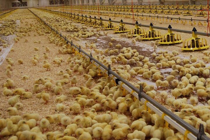 افزایش قیمت مرغ به معدوم‌سازی جوجه‌های یک‌روزه ارتباط دارد