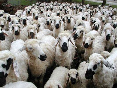 گرانی دلار قاچاق دام زنده به عراق را افزایش داد 