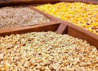 بخشی از یارانه‌ای که دولت به واردات نهاده‌های دامی تخصیص می‌دهد گم می شود