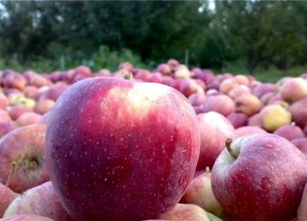 قیمت خرید حمایتی سیب صنعتی و گوجه فرنگی تعیین شد