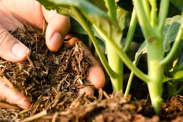 قیمت کودهای کشاورزی ۴۰۰ تا ۷۰۰ درصد افزایش یافته است