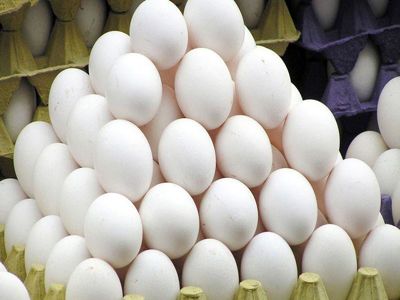 آغاز توزیع تخم مرغ با نرخ مصوب در کشور