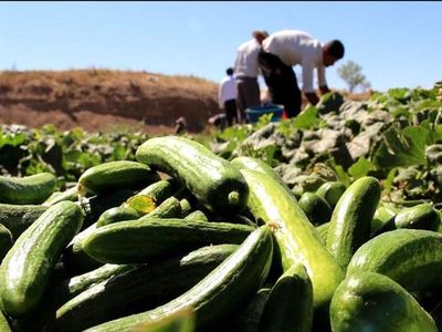 اتفاقی عجیب در یک مزرعه خیار در حاشیه تهران+فیلم