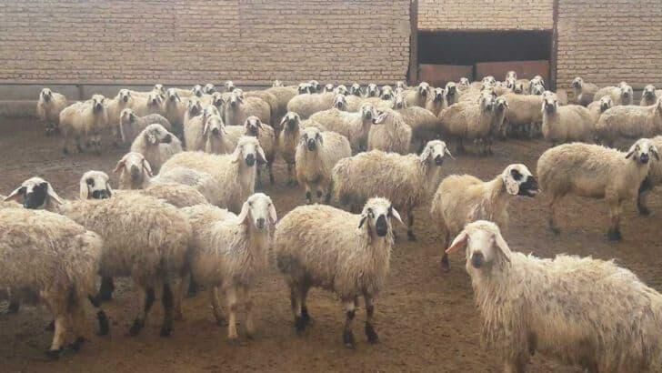 خروج دام زنده از استان‌ها تنها با مجوز سازمان دامپزشکی امکان دارد