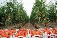 از زیان دو ماه گذشته کشاورزان تا قیمت بالای امروز