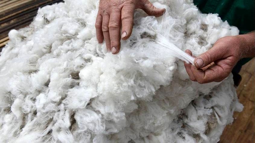  واردات ۷ میلیون دلاری پشم در ۷ ماهه سال ۹۹/ از استرالیا و نیوزلند تا اروگوئه