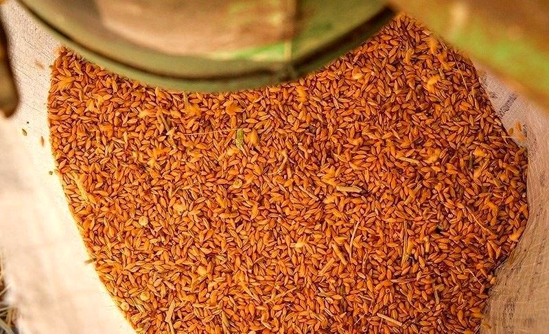 در توزیع نهادههای دامی انحراف به وجود آمده و کسی پاسخگو نیست