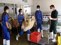 رکود شدید در بازار گوشت قرمز