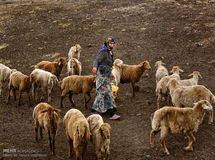 عشایر سالانه ۱۹۰ هزار تن گوشت قرمز تولید می‌کنند