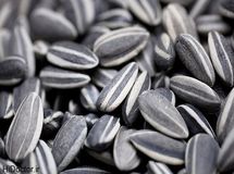 دولت روحانی از آمریکا تخمه آفتابگردان وارد کرد!/ 154 میلیارد تومان صرف واردات تخمه آفتابگردان شد