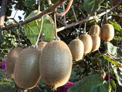 وارد کردن کیوی به معنای دهن کجی به تولید داخلی است/ نیازی به واردات حتی یک کیلو کیوی هم نداریم