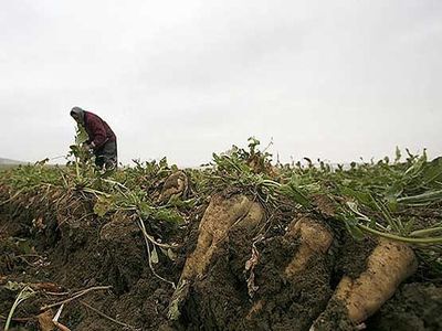 کشت چغندر بهاره 127 هزار هکتار کاهش یافت