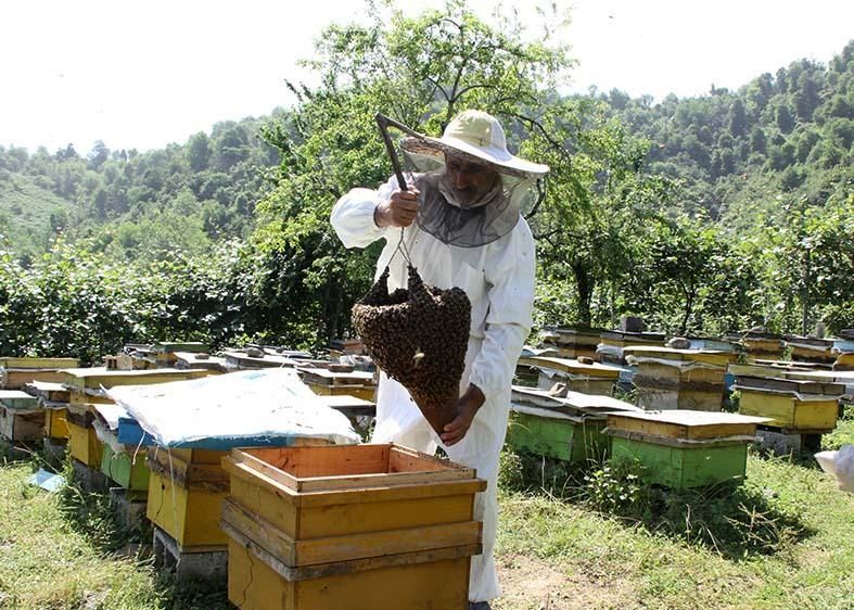 یک دهم زنبورهای عسل تحت پوشش صندوق بیمه محصولات کشاورزی هستند