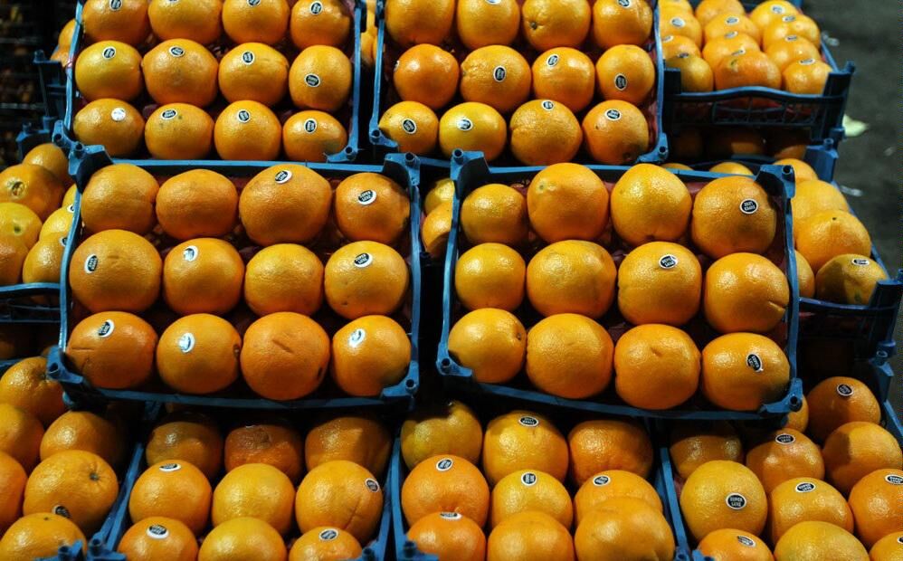 برای تأمین بازار شب عید 40 هزار تن پرتقال خریداری می شود