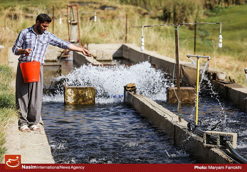 نمی توان به تنهایی افزایش اشتغال در کشور را به شرایط آرمانی رساند