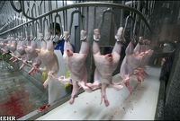 ایران 40 هزار تن گوشت طیور صادر کرد/ تولید تخم مرغ 63 هزارتن کاهش یافت