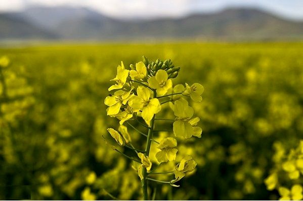 تولید محصول کلزا امسال به 300 هزار تن می رسد