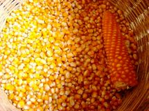 دو ماه است که سهمیه ذرت ما را نمی‌‎دهند