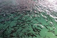 کاهش ۴۰ درصدی میزان تولید گونه‌های بچه‌ماهی در کشور طی دوره روحانی