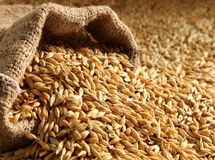 افزایش ۱۵۵ درصدی قیمت جو و گندم طی یکسال