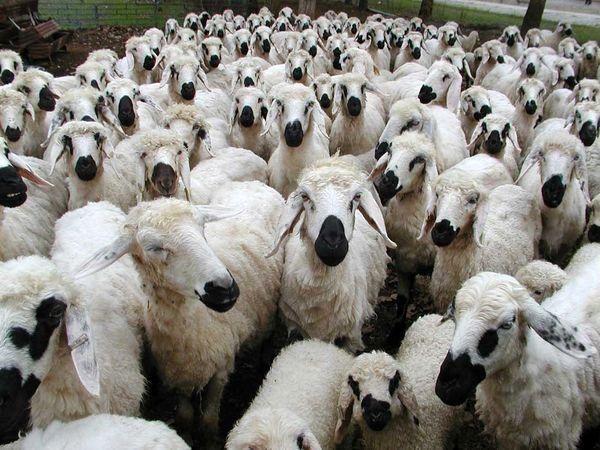 افزایش ۷۱ درصدی پروار دام سبک