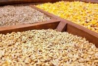 بانک مرکزی ارز بدهد کمتر از یک ماه نهاده‌های دامی مورد نیاز را تامین می کنیم