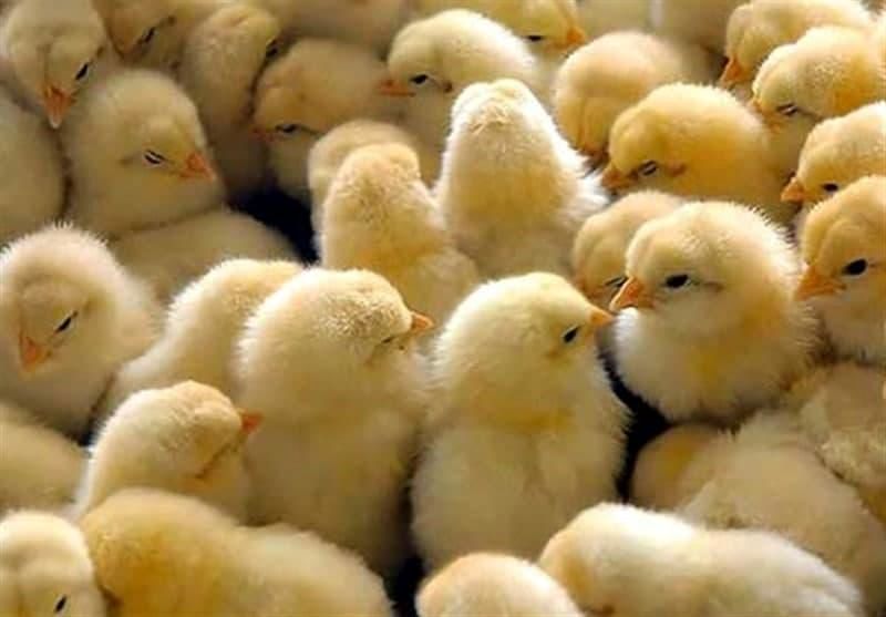 گرانی جوجه ربطی به قاچاق آن ندارد