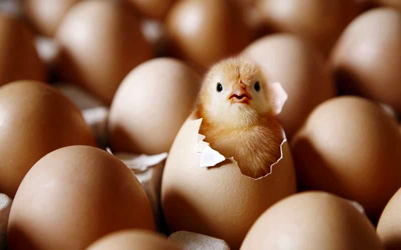 صادرات ۴۴٠٠ تن جوجه یک‌روزه و تخم‌مرغ نطفه‌دار در اوج بحران کمبود گوشت مرغ