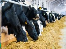 افزایش عجیب قیمت خوراک دام