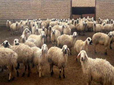 گاو و گوسفندهای جوان را صادر نکنید، اینکار منجر به کمبود و گرانی گوشت در آینده خواهد شد