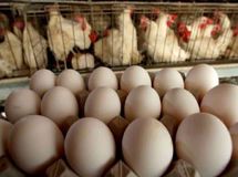 مرغ و تخم مرغ در حال ارزان شدن است
