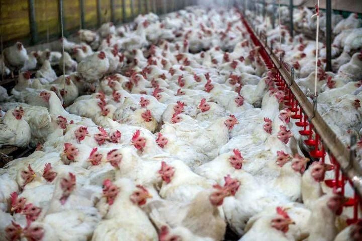 کشور با مازاد مرغ رو به رو شده/ شرکت پشتیبانی امور دام فکری به حال مرغداران بکند