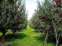 ساماندهی و استانداردسازی تولیدات باغی با شناسنامه‌دار کردن‌ باغات